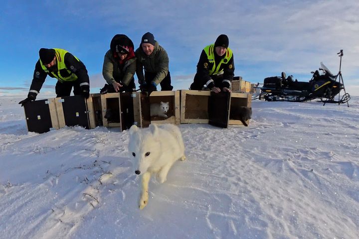 Denne hvite fjellreven tjuvstarter på de andre valpene som ble satt ut på Hardangervidda fra avlsstasjonen. I bakgrunnen fra v. Olaf Bratland fra Statens Naturoppsyn (SNO), NINA-forskerne Kristine Ulvund og Craig Jackson og Tore Larsson fra SNO. Foto: Avlsprogrammet / NINA