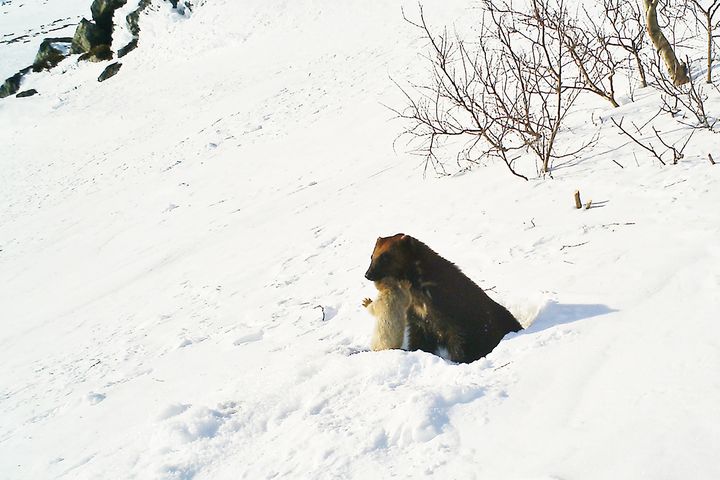 Jervetispe flytter på valp