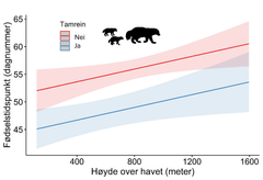 Effekten av tamrein vinterbeite områder og høyden over havet på fødselstidspunkt hos jerv.