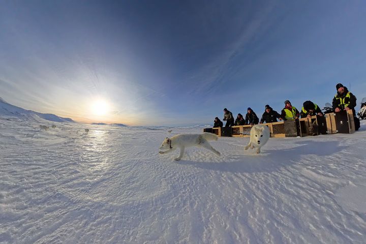 For første gang slippes valper fra Avlsprogrammet for fjellrev ut i det fri utstyrt med GPS. Valpene som ble satt ut i Sylan vil gi forskerne verdifull informasjon i arbeidet med å redde den sterkt truete arten. Mannskapet er fra NINA, SNO og Länsstyrelsen i Jämtland. Foto: Avlsprogrammet / NINA