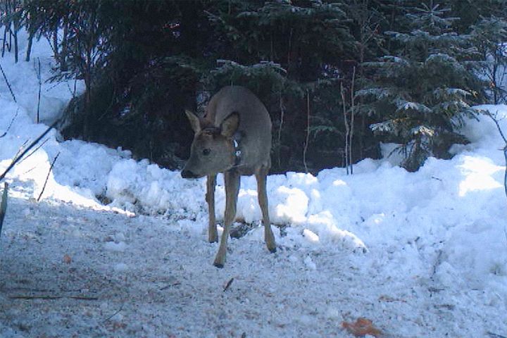 Rådyret er merket med et halsbånd som veier halvparten så mye som den gamle typen. Hvert 20. minutt sender det informasjon om hvor rådyret befinner seg. Foto: Viltkamera.nina.no