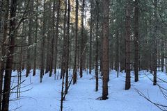 I Østmarka nasjonalpark er en del skogområder preget av tidligere intensivt skogbruk. Men med litt hjelp i form av skogrestaurering kan vi raskere få frem den varierte og artsrike skogen vi ønsker i en nasjonalpark.