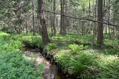 I Maigrasdalen finnes det rik sumpskog og høgstaudegranskog, men også dype grøfter som drenerer og forringer sumpskogen. Nasjonalparken har flere grøfta myrer og sumpskoger, der tetting av grøftene kan restaurere naturområdene.