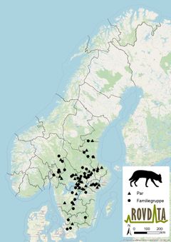 Ulveflokker og revirmarkerende par av ulv i Skandinavia vinteren 2024-2025.