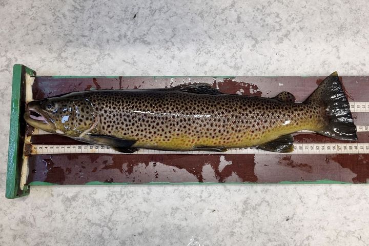 All fisk som passerer fiskefella i Imsa registreres, veies og måles før den får fortsette svømmeturen. Det finnes både ørret, laks og ål i vassdraget.