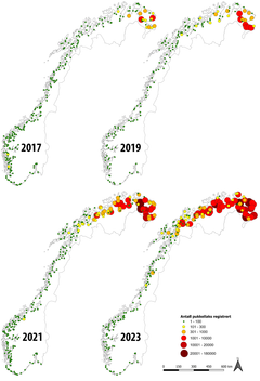 Siden 2017 har innsiget av pukkellaks blitt mangedoblet og antallet elver med mye pukkellaks vest- og sørover har økt I 2023 ble det satt ut mange feller for å stoppe pukkellaksen før den gikk opp i elva. Har det hatt en effekt? Hvor stor blir invasjonen i år?