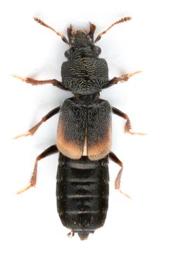 Slik ser den ut, den nyoppdagete arten Bledius subniger. Foto: Arnstein Staverløkk, NINA