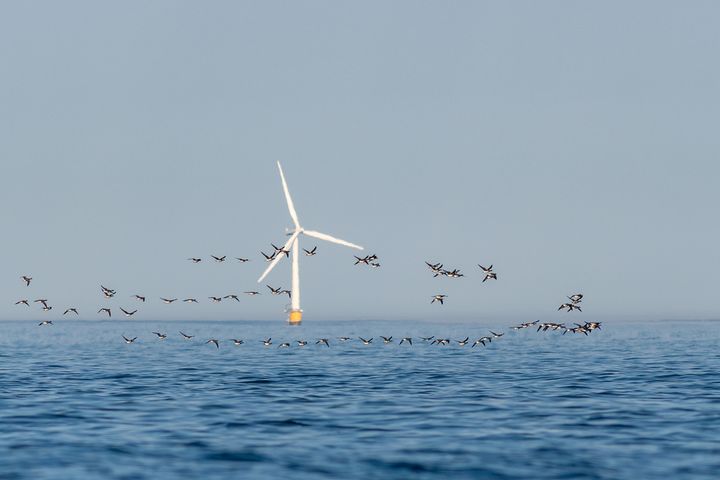 NINA-forskere har undersøkt hvordan fugl kan bli påvirket av vindkraft til havs i 20 norske havområder. Resultatene viser at konsekvensene for fugl varierer mellom områdene, og at de blir mer alvorlige hvis mange områder bygges ut. Foto: Oskar Bjørnstad