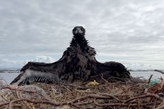Havørnungene samles inn fra reir som har minst to unger. De ungene som blir igjen i reiret ringmerkes. Denne ungen er omtrent seks uker gammel, og ennå ikke flyvedyktig.