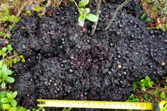 På høsten er bjørnens avføring gjerne mørk i fargen og inneholder ufordøyde rester av bær, planter og iblant insekter.