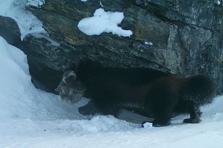 Jervetispe flytter valp. Foto: Statens naturoppsyn (SNO)