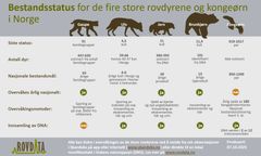 Figuren viser bestandsstatus for de fire store rovdyrene og kongeørn i Norge