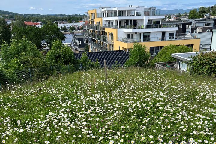 Blomstereng i by. Foto.