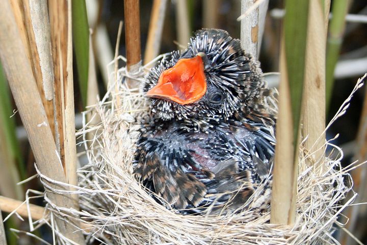 Her har gjøken lykkes med strategien sin, og gjøkungen har overtatt hele reiret til rørsangeren. Foto: Bård Stokke, NINA