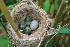 Gjøken er en mester til å legge egg som er likt eggene som allerede ligger i vertsfuglens reir. Gjøkegget i rørsangerens reir er litt større og lysere enn de andre eggene. Foto: Bård Stokke, NINA