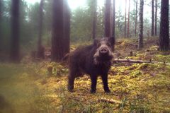 Viltkamera er en viktig kilde til informasjon om bestanden av villsvin i Norge. Foto: Viltkamera.nina.no