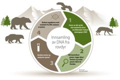 Innsamlede DNA-prøver fra publikum er et viktig bidrag til overvåkingen av ulv, jerv og bjørn.