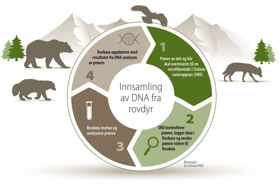 Rov Data Bli med på vinterens registreringer av store rovdyr | Norsk institutt ...