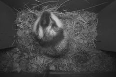 Et lemen går gjennom kamerafella og blir registrert. Informasjonen fellene samler gjennom året estimerer hvor mange mus og lemen det har vært i norske fjell de siste årene. Foto: Viltkamera, NINA