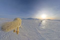 Utsetting av fjellrev i Sylane i februar 2025.