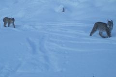 Arkivfoto: Familiegruppe av gaupe