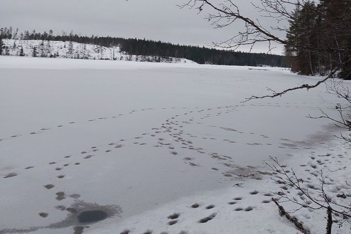 Settenflokken på farten. Bilde fra Flolangen i Nes.