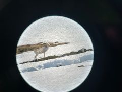 Tilsynelatende drektig simle jages av jerv i et elveleie, midt i kalvingstida. Simla bruker den delvis åpne elva som buffer mot jerven. Foto: Brage Bremset Hansen, NINA