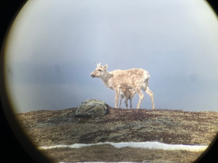 Villreinkalv som dier mor. Bildet er tatt på langt hold gjennom teleskop, så simla og kalven ikke skal forstyrres. Foto: Brage Bremset Hansen, NINA