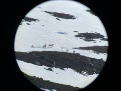 Filming av simler i kalvingstida skjer på langt hold gjennom teleskop, for å unngå forstyrrelser. Foto: Brage Bremset Hansen, NINA