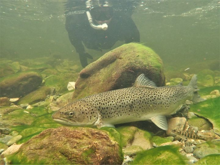 Telling av sjøørret i Steinsdalselva i Hardanger, ett av vassdragene som omfattes av overvåkingen av gytefisk. Foto: Helge Skoglund, NORCE