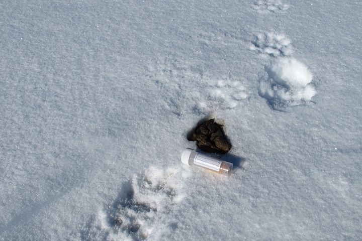 Jervskit funnet ved et spor i Nordland.