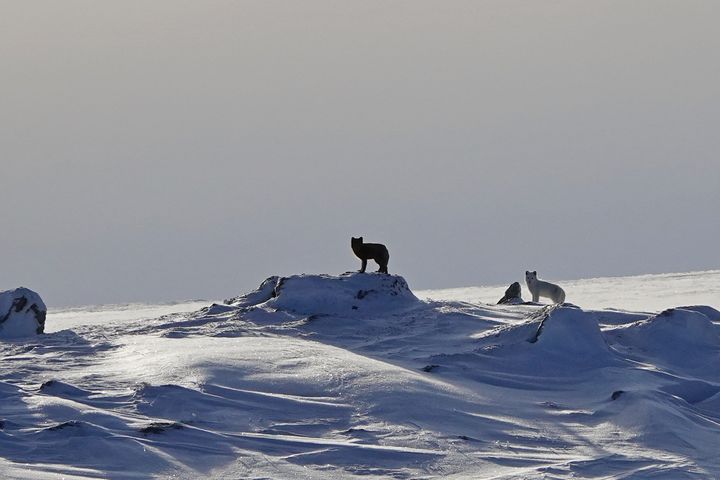 Fjellreven jakter på mat og nye områder å bosette seg. Meld fra om du ser en fjellrev på din vei. Foto: Craig Jackson, NINA