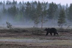 Arkivfoto av brunbjørn