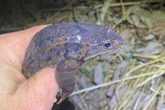 Bilde av en virusinfisert frosk.