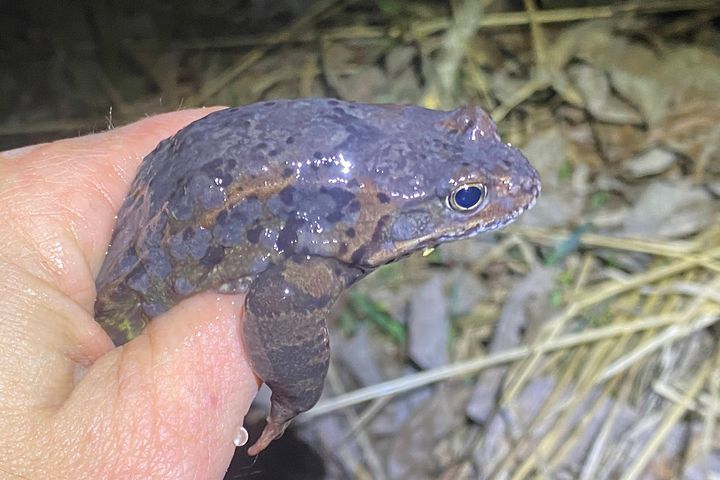 Bilde av en virusinfisert frosk.