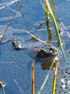 I Estenstaddammen i Trondheim er buttsnutefrosken i disse dager samlet for å parre seg og legge egg.