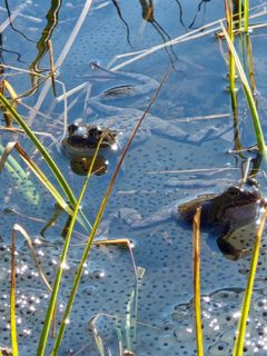 I Estenstaddammen i Trondheim er buttsnutefrosken i disse dager samlet for å parre seg og legge egg.