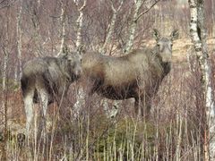 Elgens kroppsspråk. Hodet er hevet og ørene står rett til værs hos både ku og kalv. De er oppmerksomme på deg og vurderer situasjonen, men er ikke synlig stressa. Foto: Arne Follestad