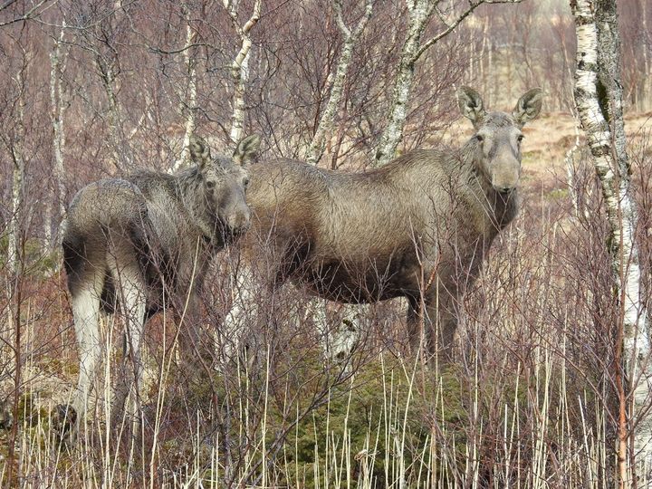 Elgens kroppsspråk. Hodet er hevet og ørene står rett til værs hos både ku og kalv. De er oppmerksomme på deg og vurderer situasjonen, men er ikke synlig stressa. Foto: Arne Follestad