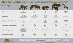 Dette er bestandsstatus for de store rovdyrene i Norge, hentet fra siste publiserte overvåkingsrapport for de respektive artene.