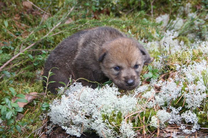 Ulven føder valper i april/mai, og valpene blir i reviret sammen med foreldrene gjennom sitt første leveår før de vandrer ut, vanligvis ved 11-18 måneders alder.