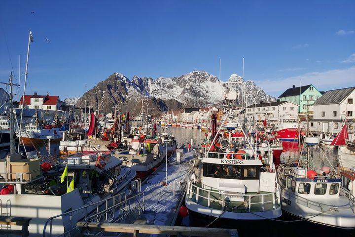 Yrende liv på havna i Henningsvær. En nylig publisert studie viser at mange fiskere er redde for at lokale fiskerier skal bli borte for godt. Foto: Sigrid Engen, NINA