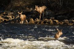 Tre elger krysser Vadet, Skåbu, under vårtrekket 9. mai 2018. Foto: Sjur Sande.