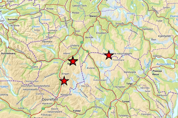 Hasteanalyser har dokumentert en genetisk viktig ulv sør i Trøndelag.