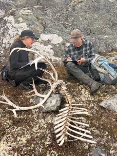 Karl Ove Tvete og Jenny Mattisson i NINA sjekker et reinsdyrkadaver som jerven J2604 har besøkt i Dovre – Sunndalsfjella nasjonalpark.