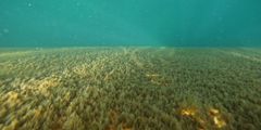 Skipssiden ser ut som en skog. På skroget lever det arter som kan true naturmangfoldet langs kysten vår. Foto: Ecosubsea