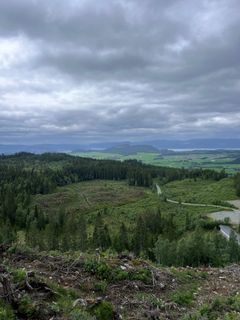 Boreal skog med hogstflater i Norge. Camilla Næss/NINA.