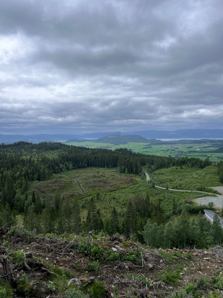 Boreal skog med hogstflater i Norge. Camilla Næss/NINA.