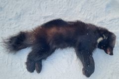 Denne jervehannen ble felt i januar 2026. Foto: Statens naturoppsyn (SNO)