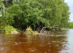 Elver trenger litt rot. Trær og røtter skaper skjul og leveområder for bunndyr, en viktig næringskilde for fisk, fugler og annet liv i og langs elva.